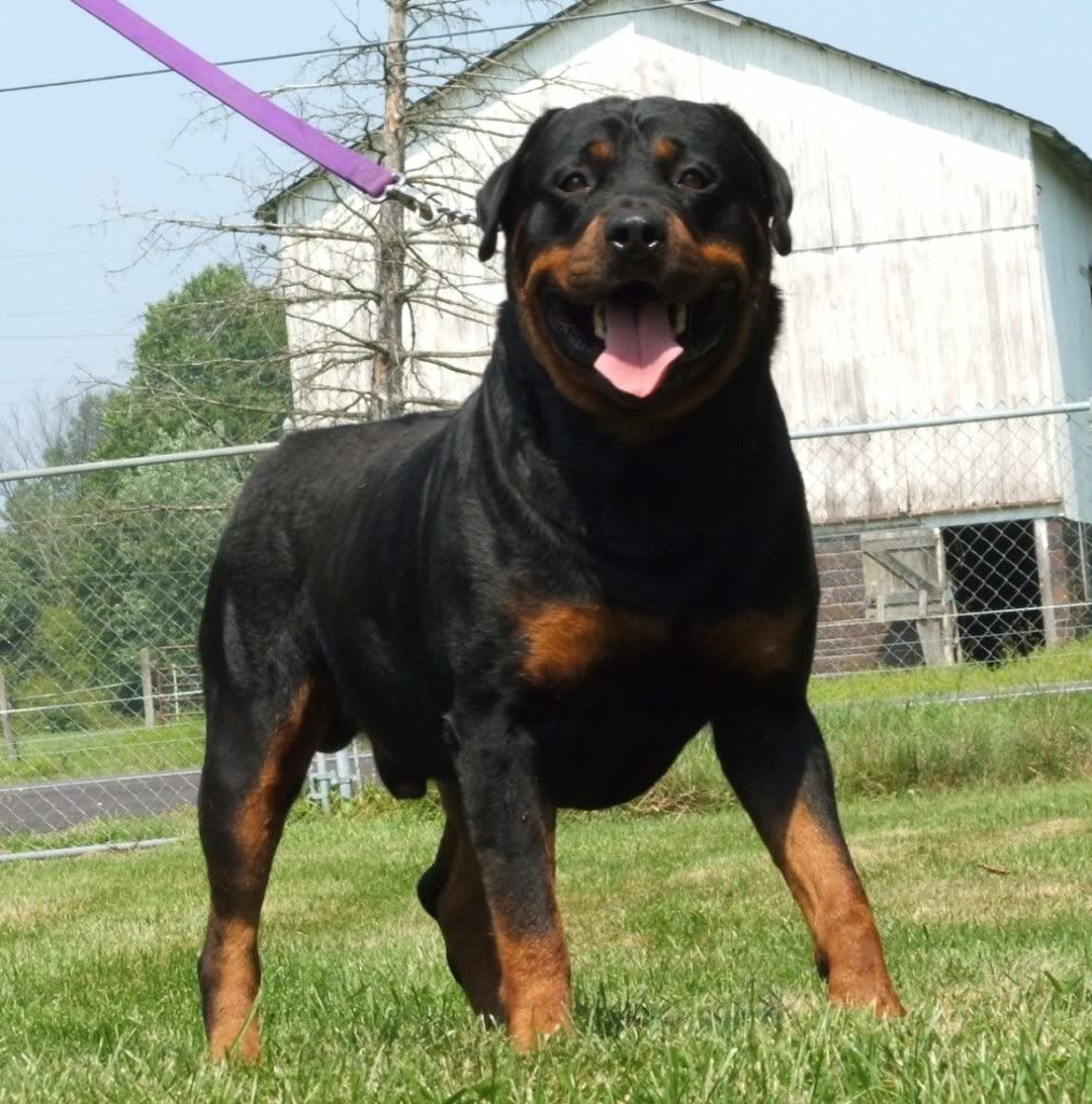 rottweiler-barclaysmagnumforce-rottweilercentral.jpg