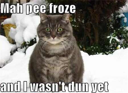 lolcats-peefroze.jpg