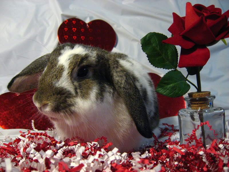 ValentineBunnies022.jpg