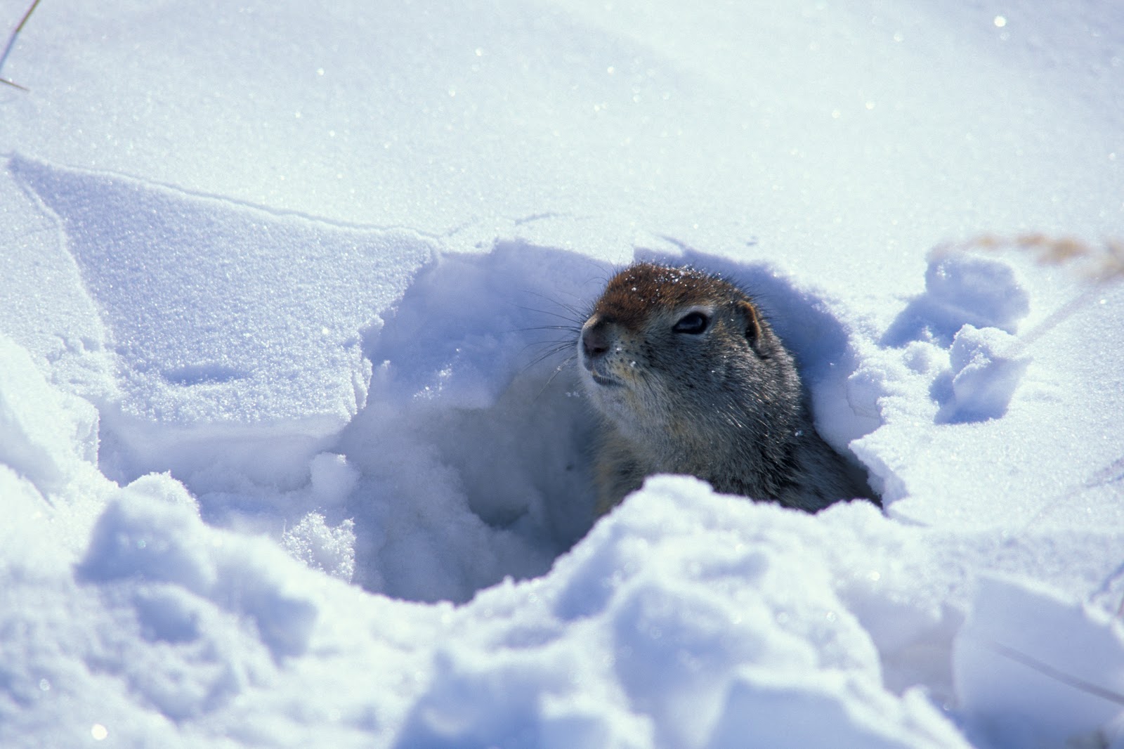 fig.+10.17+arctic+ground+squirrel+in-burrow-hole-snow-02c.jpg