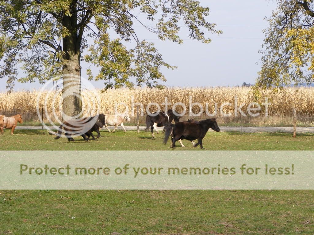 herdpics003.jpg