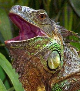 iguana_cincinnati-zoo1.jpg