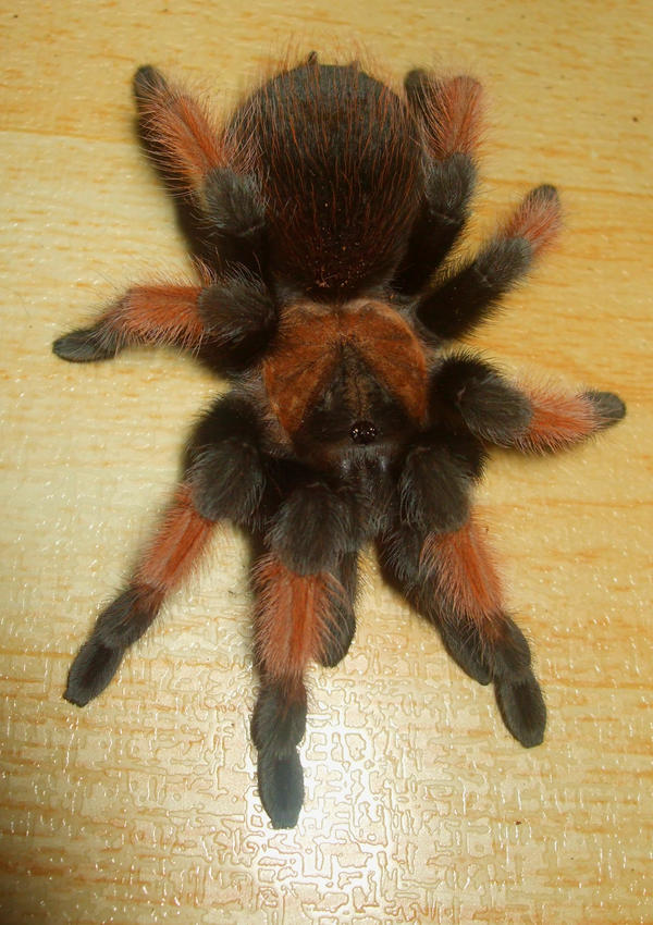 brachypelma_emilia_by_enragedbaku-d6v2bwi.jpg