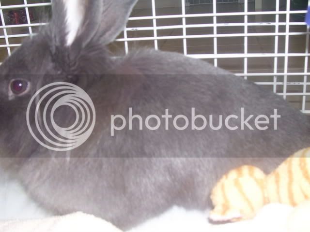 Bunnypictures-Leanne340.jpg