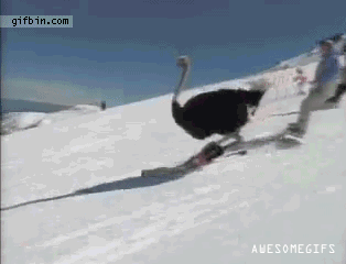 Skiing-ostrich-is-awesome.gif