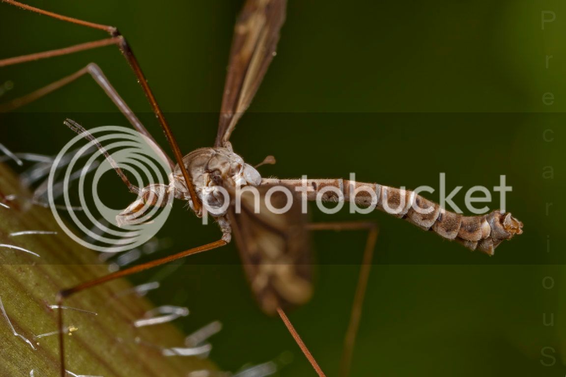 Cranefly_1821-sm.jpg