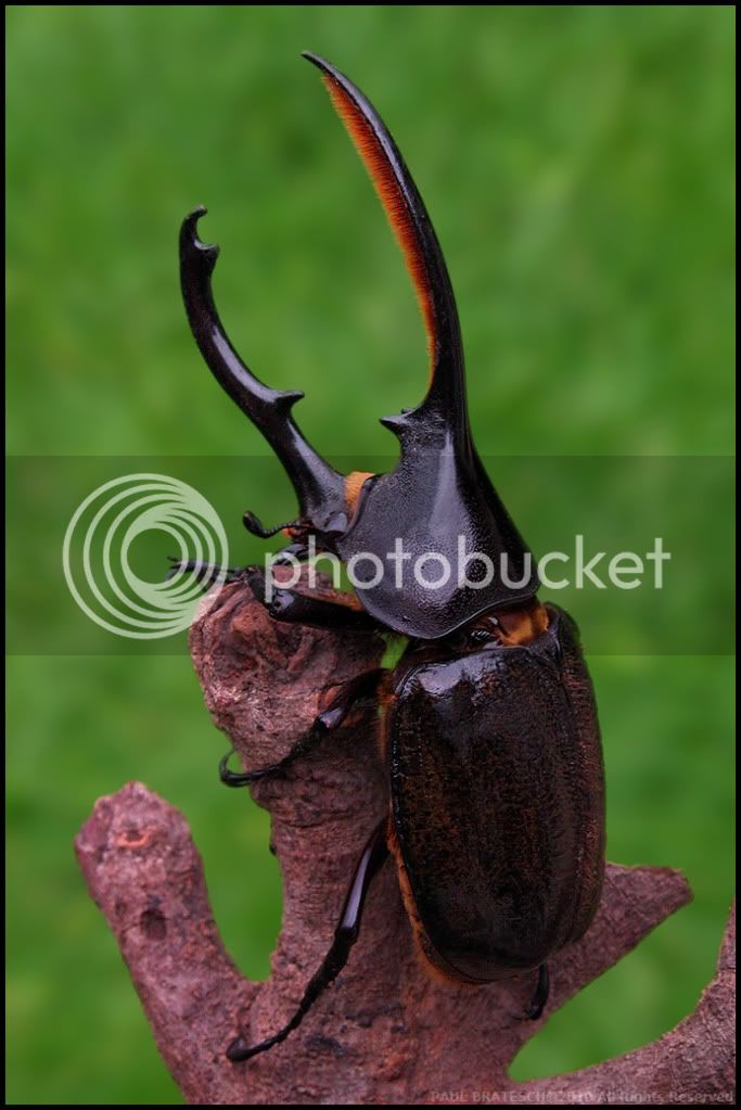 Hercules-Beetle.jpg