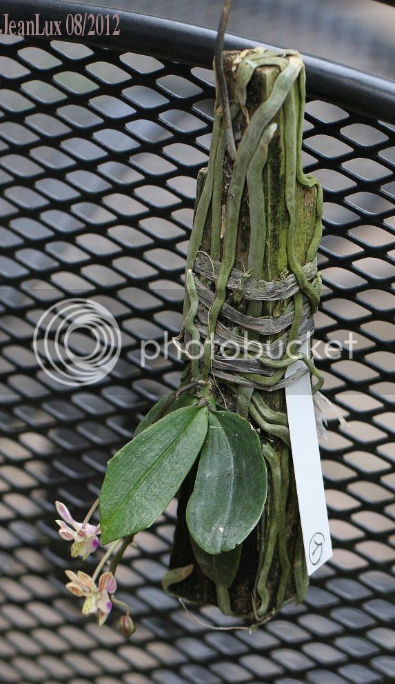 x-Phalaenopsis-minus-46679-1208-1.jpg