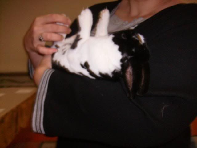 RabbitShow121209008.jpg