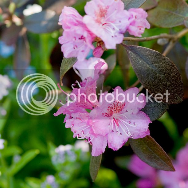 rhododendronMidgnightRuby_web_modifi-1.jpg