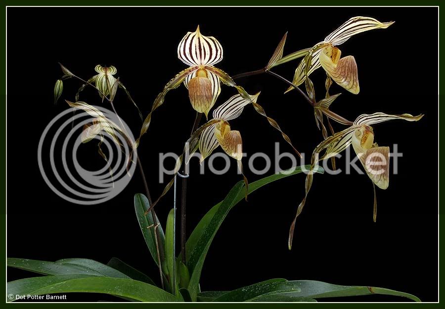 Paph_YellowTiger.jpg