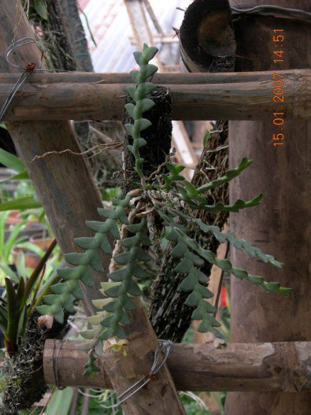 Dendrobiumleonis.jpg