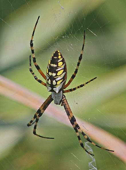 440px-Black_and_Yellow_Argiope_-_Argiope_aurantia_-_Merritt_Island_National_Wildlife_Refuge%2C_Florida.jpg