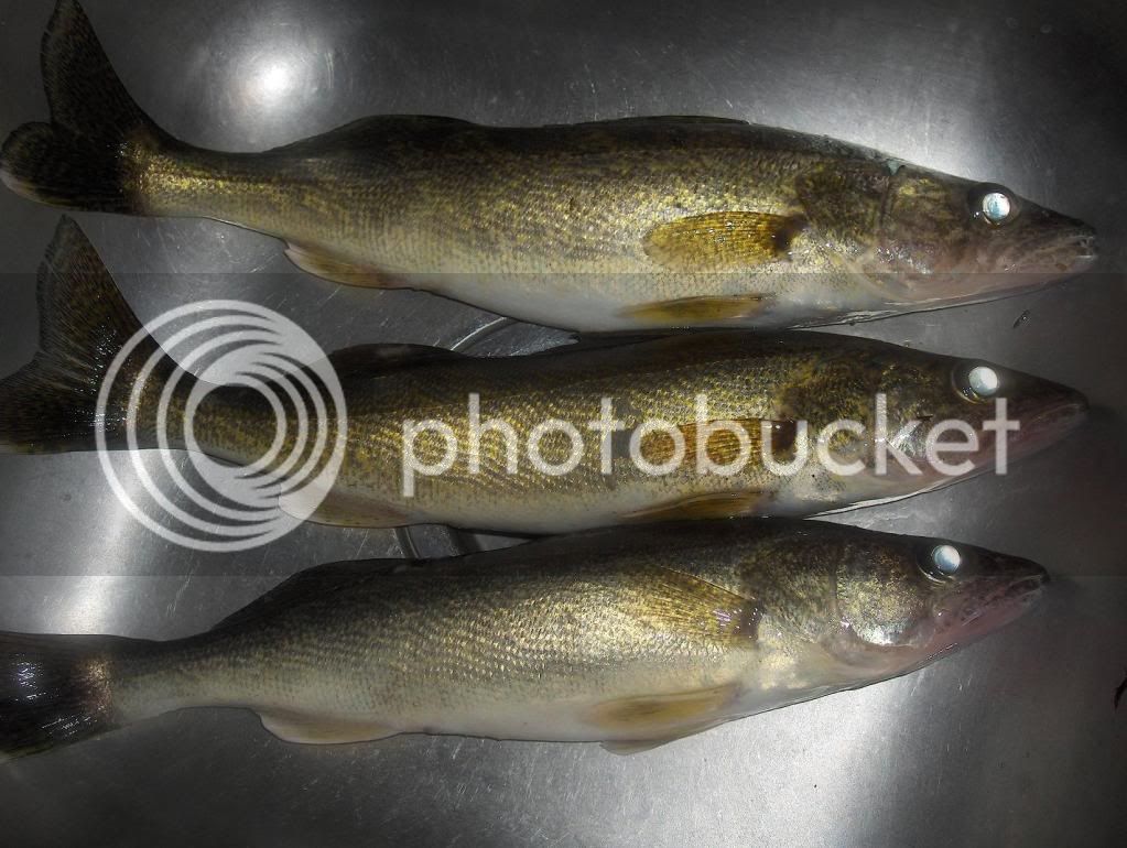 SmallWalleye1-15-10.jpg