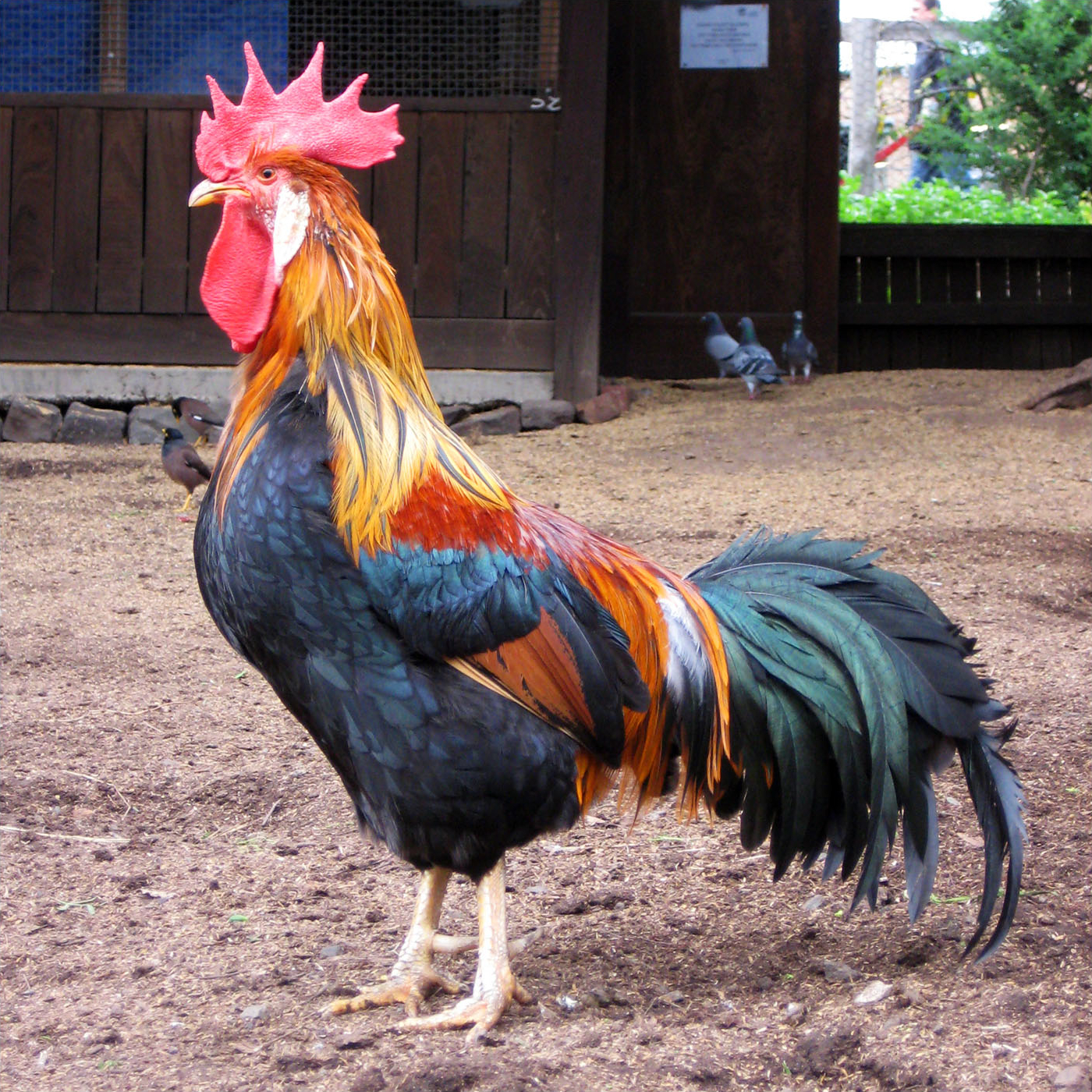 Brown_Leghorn_rooster_in_Australia.jpg