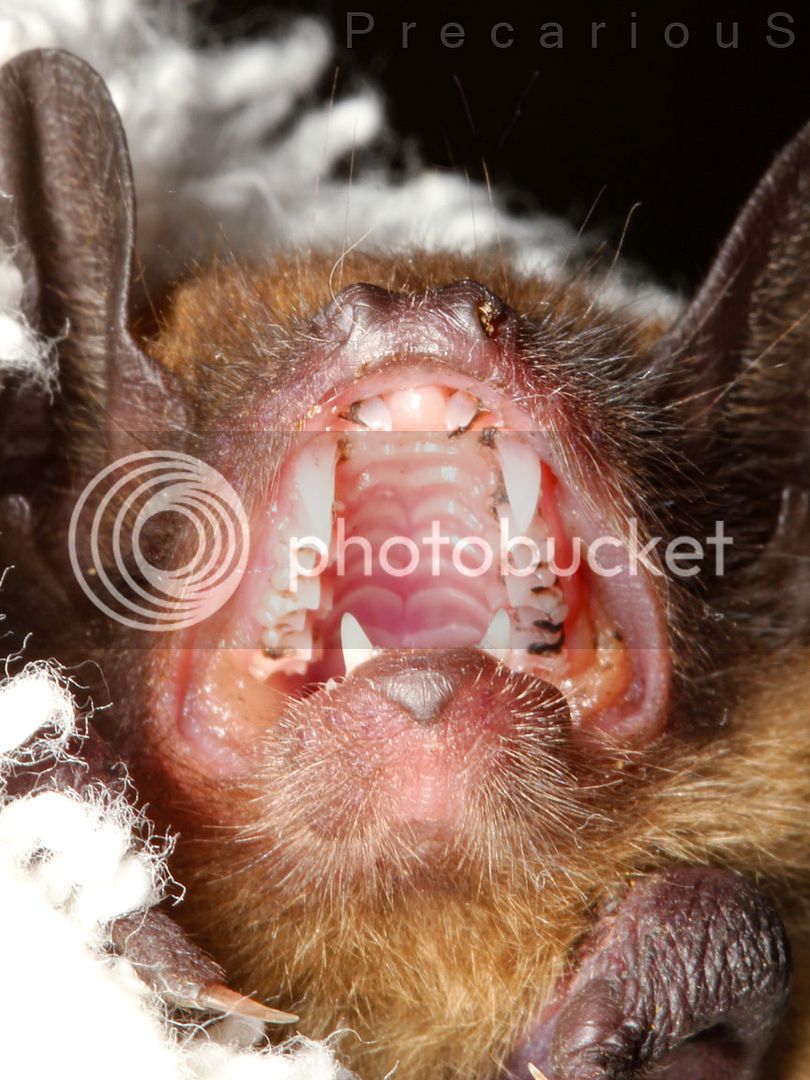 Bat_2289-sm.jpg