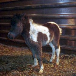 Apache%20foal%204-13-09.jpg