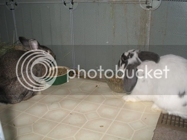 Rabbits004.jpg