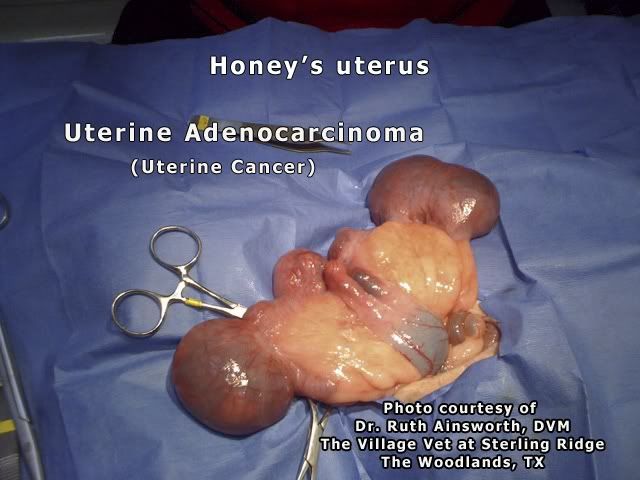 Uterus-1.jpg