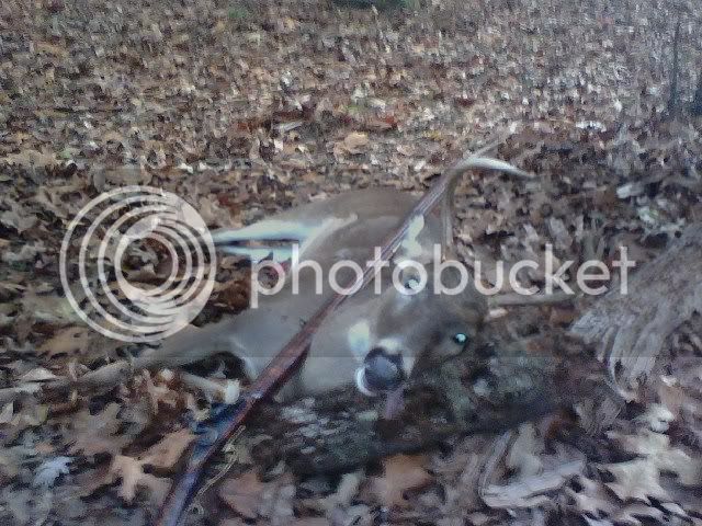 Deer028.jpg