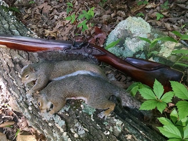 MemorialDaySquirrels2016_zps1lrtgzq0.jpg