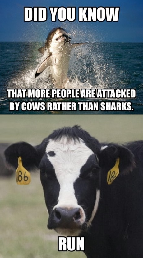 funny-picture-sharks-cows.jpg
