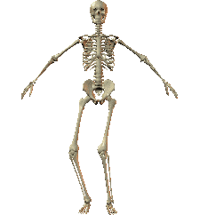 halloween-maggie-skeleton1.gif