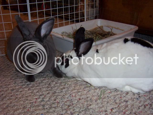 Bunnies098.jpg