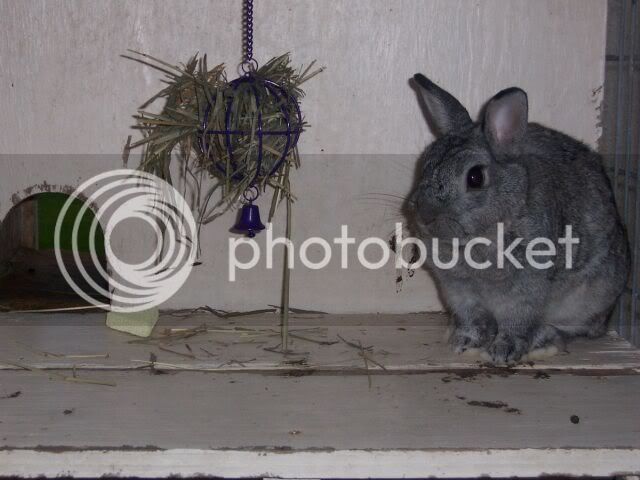 rabbitsJuly-2005012small.jpg