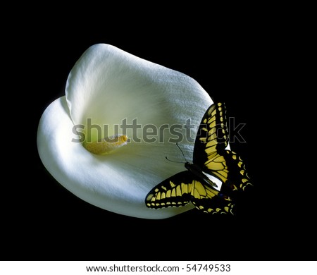 stock-photo-western-tiger-butterfly-on-white-calla-lily-flower-54749533.jpg