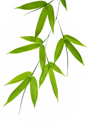 bamboo-leaves.jpg