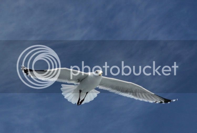 Black-backGull2.jpg