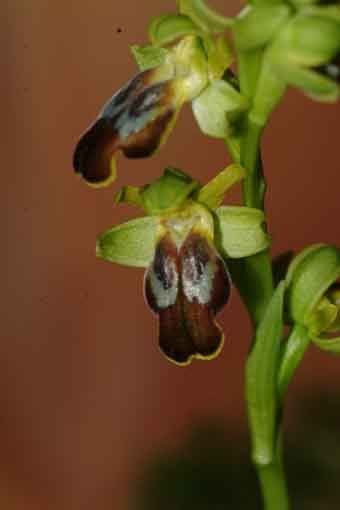 Ophrysfuscaa.jpg