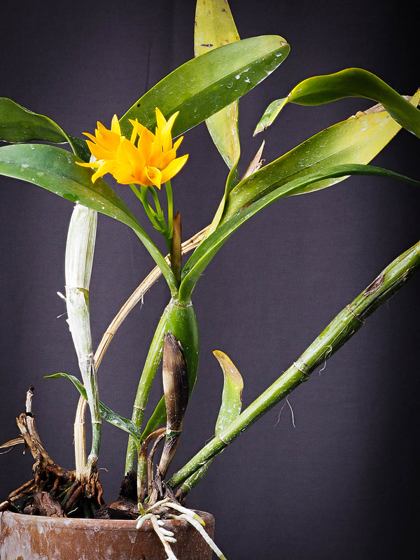 Guarianthe aurantiaca 'Jean' AM/AOS | Slippertalk Orchid Forum