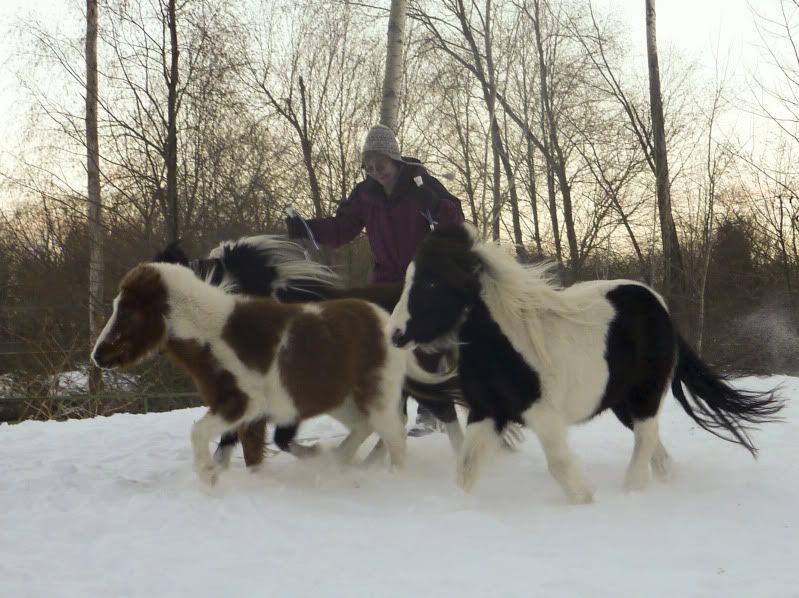 skiing-with-horses.jpg