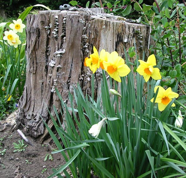 daffodils-tree-stump.jpg