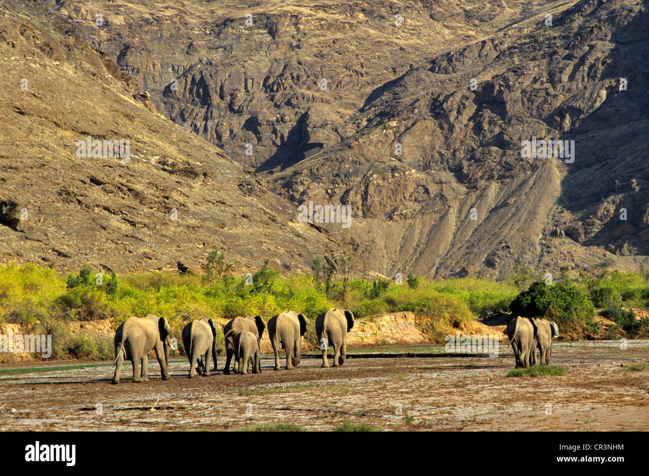 namibia-kunene-region-kaokoland-desert-elephants-in-hoarusib-river-CR3NHM.jpg