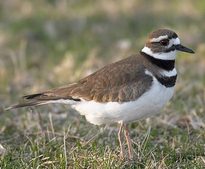 Killdeer.jpg