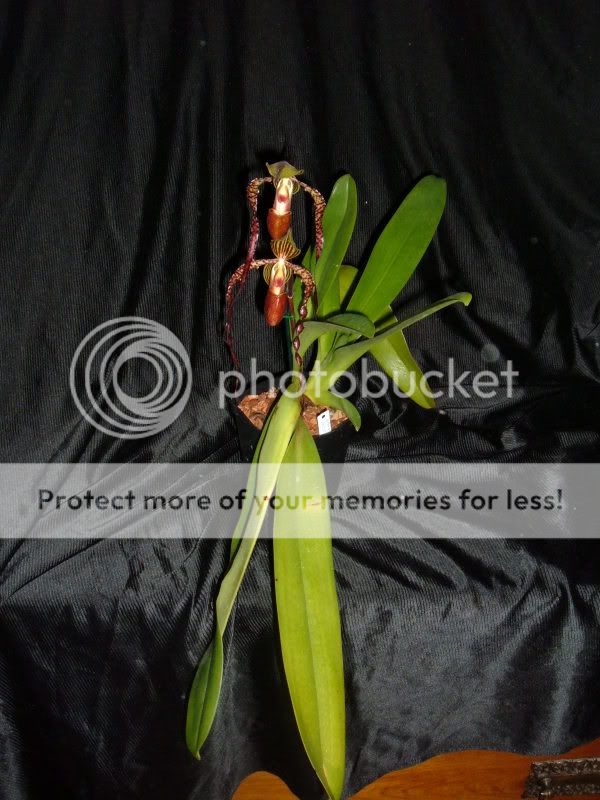 orchids08002-5.jpg