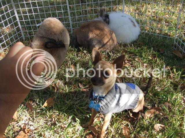 2008_0113bunnies0007.jpg