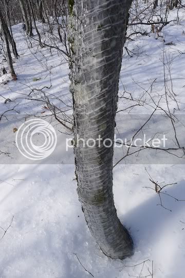P1000400-icetree.jpg