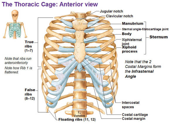 Anterior-View-of-the-anatomy-Thoracic-Cage-photo.jpg