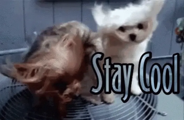 stay-cool-puppies-with-big-fan-gsceb4v09iqdswhj.webp