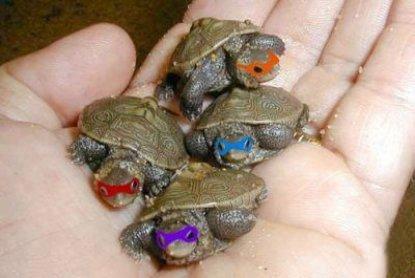 IRL-Ninja-Turtles-teenage-mutant-ninja-turtles-37266523-415-278.jpg