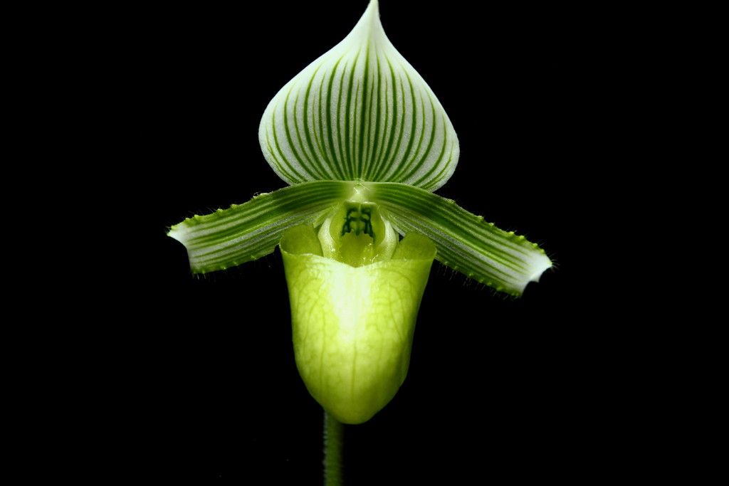 Paph%20hennisianum%20v.%20album1_zpsie1cjpwy.jpg