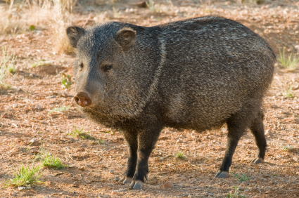 javelina.jpg