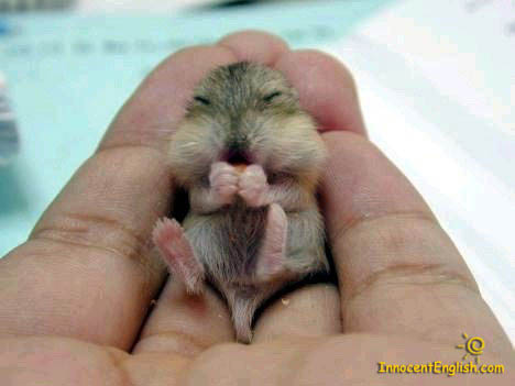 cute-baby-chipmonk-mouse-pic96.jpg