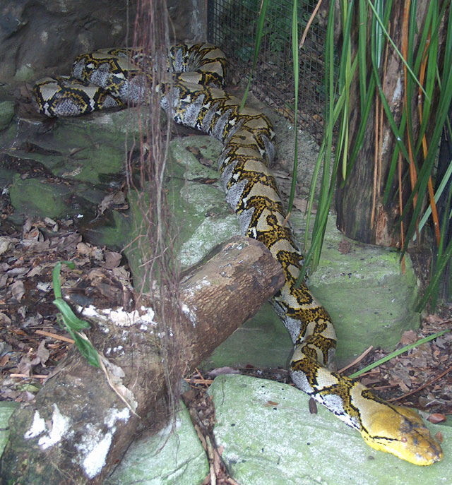 retic-1.jpg