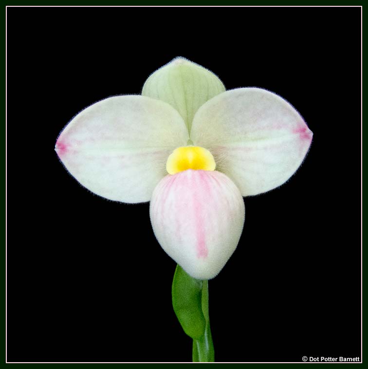 Phrag_besseae-flavum-x-manzurii-flower.jpg