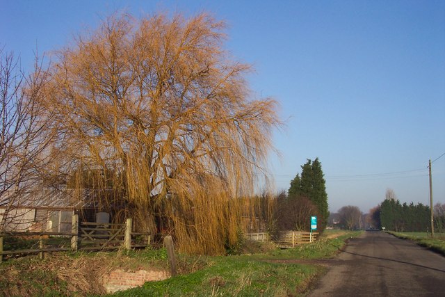 Willow_tree_in_winter_-_geograph.org.uk_-_297017.jpg